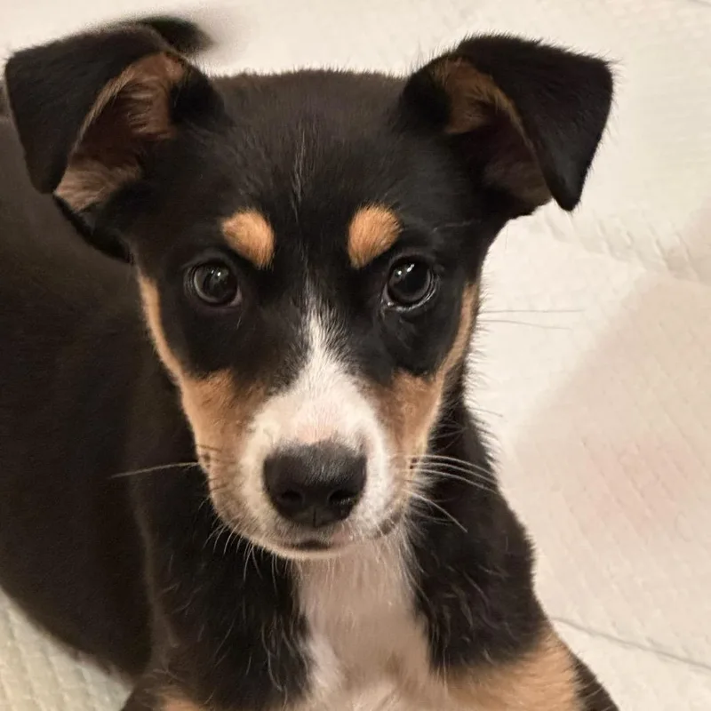 A baby small-sized female Black Feist dog named Rosie for adoption in Tupelo, MS