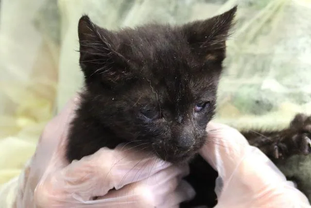 A baby small-sized male Domestic Short Hair cat named Mo for adoption in Tucson, AZ