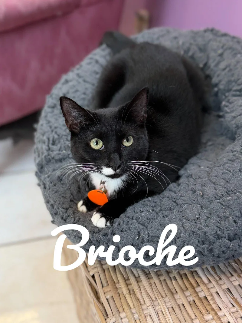 A baby medium-sized female Tuxedo cat named Brioche for adoption in Philadelphia, PA