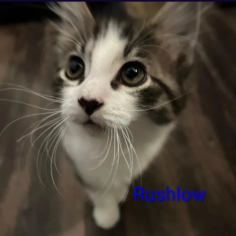 Rushlow