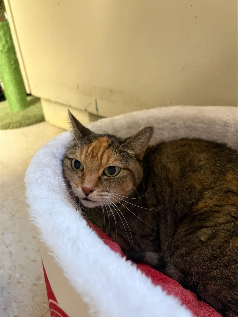 A senior large-sized female Tabby (Buff / Tan / Fawn) Tabby cat named Tabby for adoption in Cranston, RI