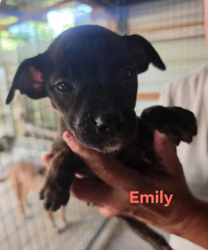 Emily