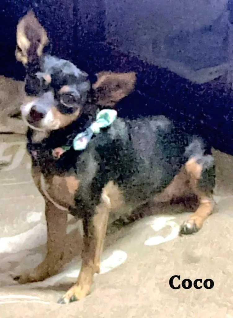 An adult small-sized female Chihuahua dog named Coco for adoption in St. Augustine, FL