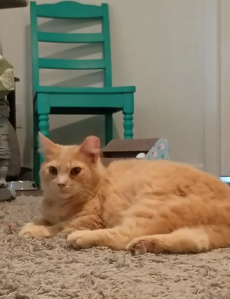 A baby large-sized male Domestic Medium Hair cat named Comet for adoption in Hardeeville, SC