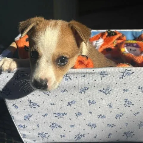 Phoebe thumbnail 6