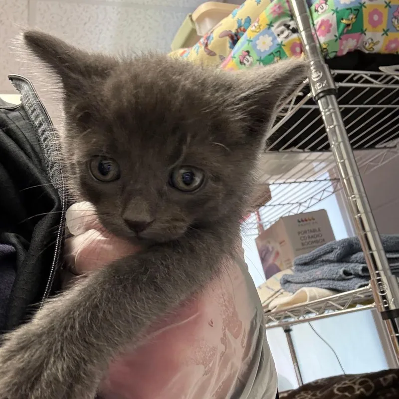 A baby small-sized male Gray / Blue / Silver Domestic Short Hair cat named Teru for adoption in South Elgin, IL