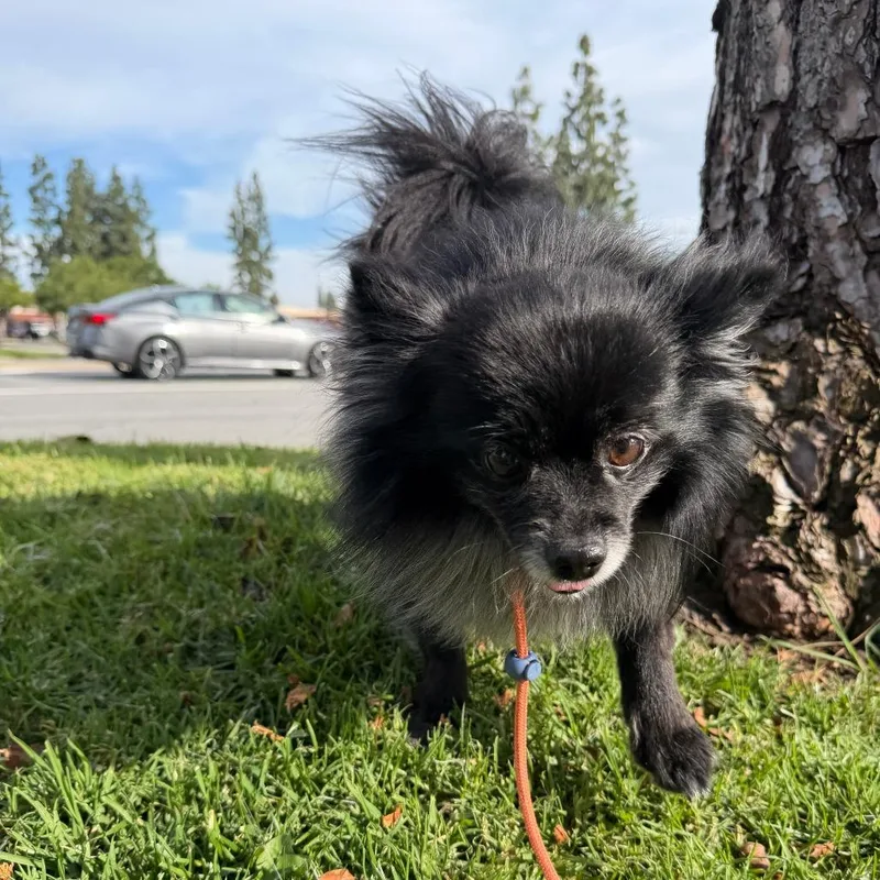 Professor Crumbscity Of Industry thumbnail 4