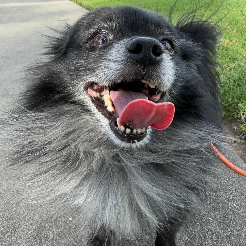 Professor Crumbscity Of Industry thumbnail 6