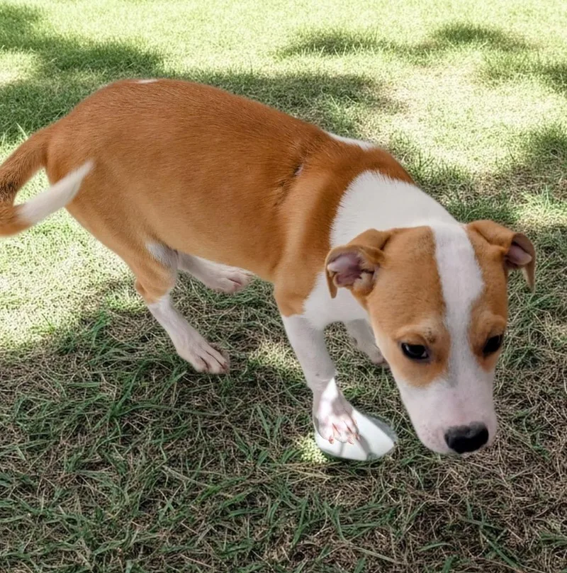 A baby medium-sized female Labrador Retriever dog named Twilamo Puppy! for adoption in Fort Myers, FL