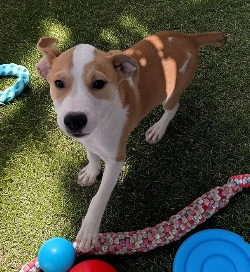 Twilamo Puppy! thumbnail 3