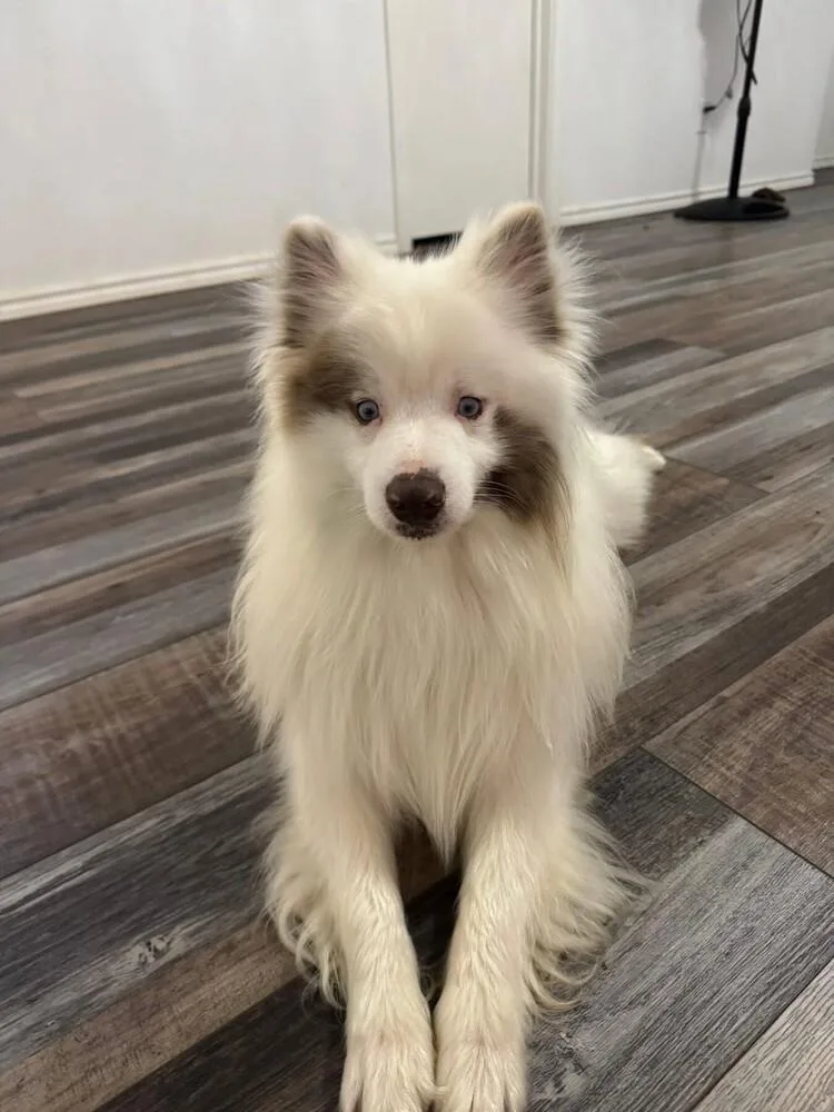 A young medium-sized male Tricolor (Brown, Black, & White) Eskimo Dog dog named Jasper for adoption in Richardson, TX