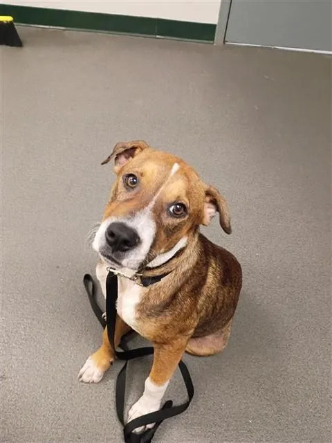A young medium-sized male Beagle dog named Shoreline for adoption in Corpus Christi, TX