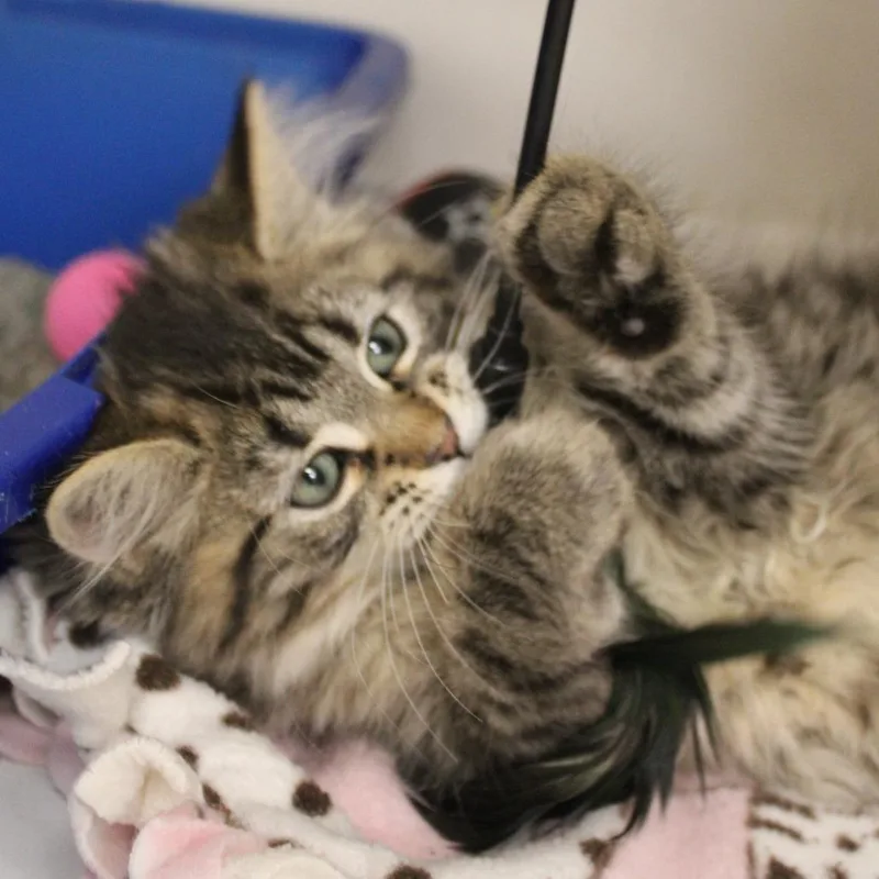 A baby small-sized female Brown / Chocolate Domestic Short Hair cat named Muffin for adoption in Champaign, IL