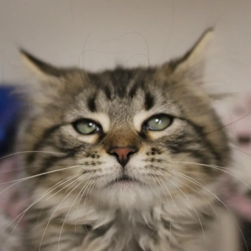 Muffin thumbnail 2
