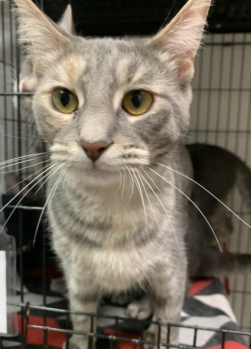An adult medium-sized female Dilute Tortoiseshell Domestic Short Hair cat named Winslet for adoption in Milwaukee, WI