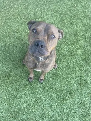 Mirepoix thumbnail 2