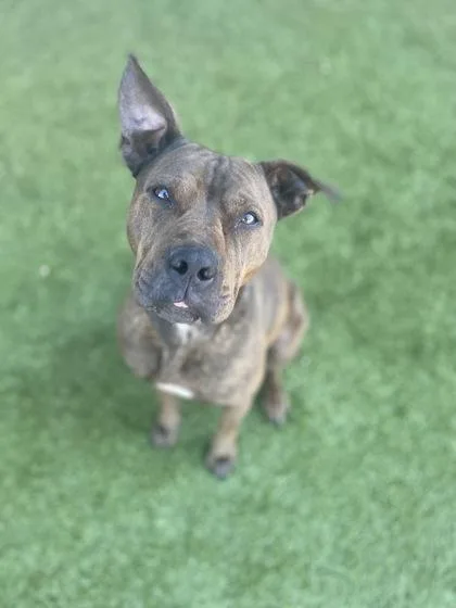 Mirepoix thumbnail 3