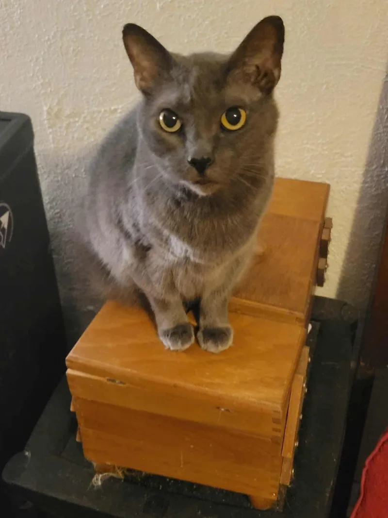 Winifred thumbnail 4