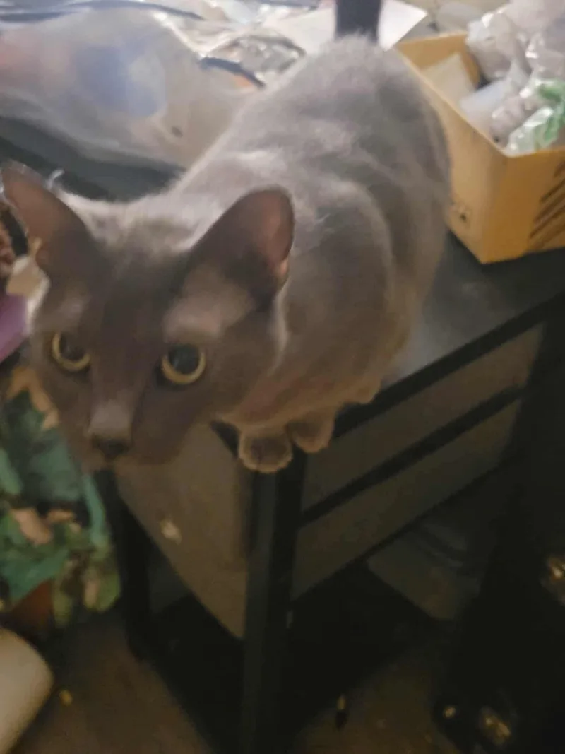 Winifred thumbnail 6