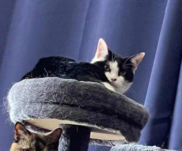 A senior medium-sized female Domestic Short Hair cat named Lucy  Bonded Buddy for adoption in Des Moines, IA