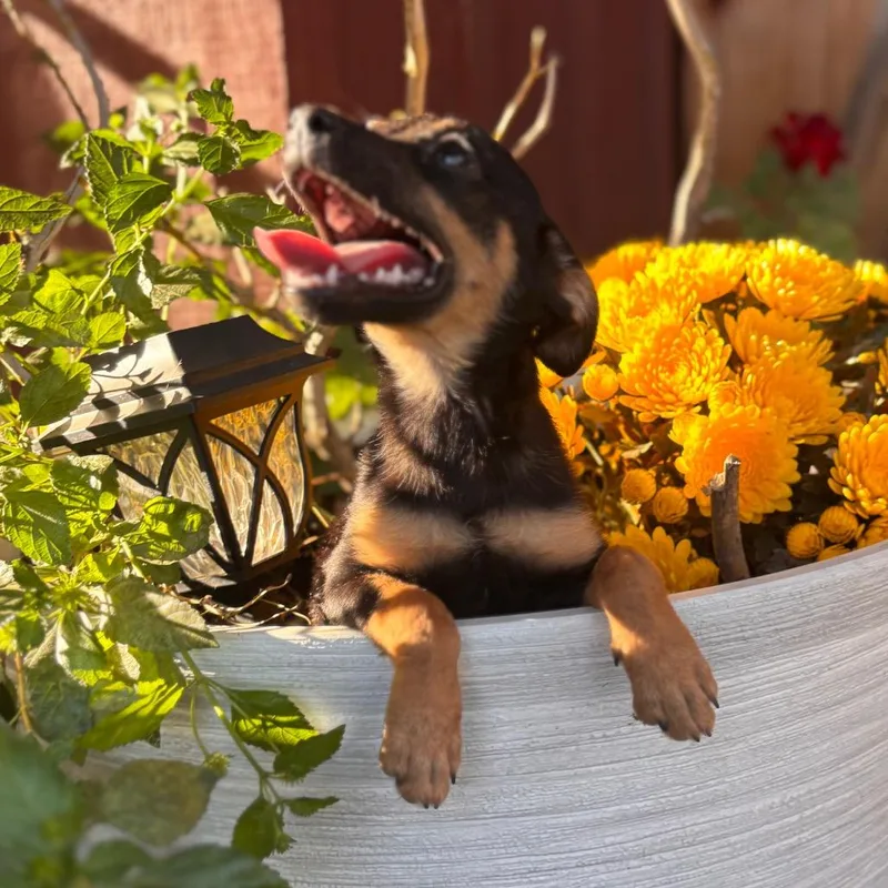 A baby small-sized male Black Miniature Pinscher dog named Clancy for adoption in Fresno, CA