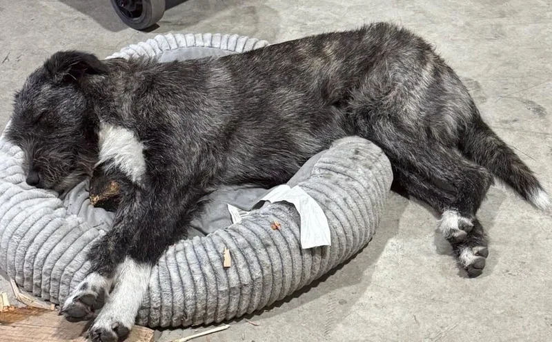 An adult medium-sized female Gray / Blue / Silver Terrier dog named Haley for adoption in Dallas, TX