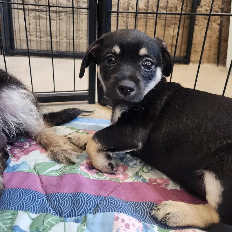 A baby small-sized female Black Terrier dog named Smidgen for adoption in Prescott, AZ