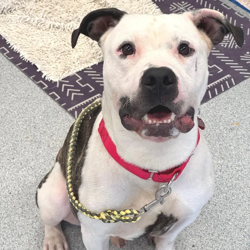 A young medium-sized male White / Cream Mixed Breed dog named Goatee for adoption in Wheeling, IL