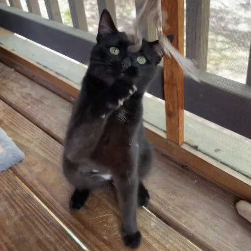 Willowbee thumbnail 2