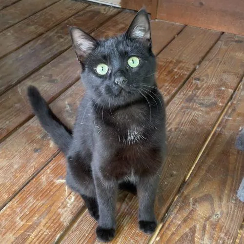 Willowbee thumbnail 3