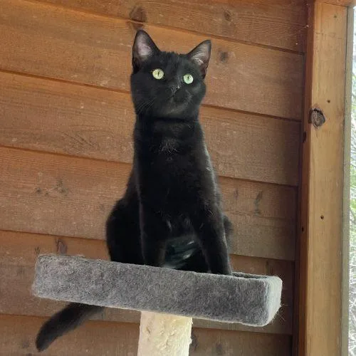 Willowbee thumbnail 4