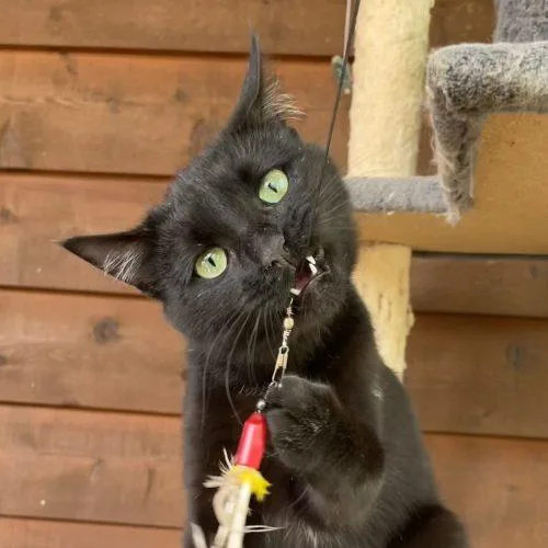 Willowbee thumbnail 5