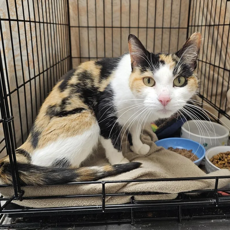An adult medium-sized female Calico Domestic Short Hair cat named Cleo for adoption in Monroe, MI