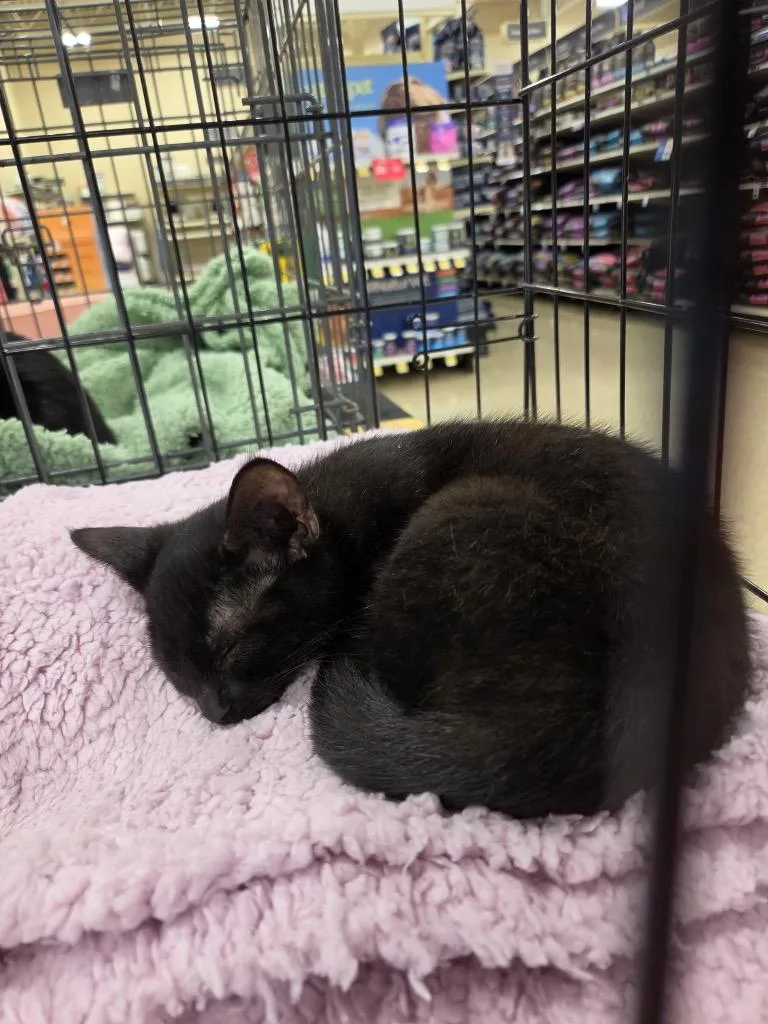 A baby medium-sized female Domestic Short Hair cat named Glitter for adoption in Tampa, FL
