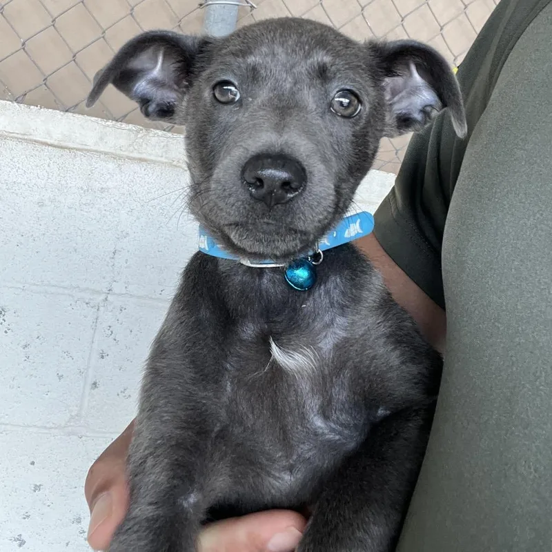 A baby small-sized male Gray / Blue / Silver American Staffordshire Terrier dog named Skippy for adoption in Edinburg, TX
