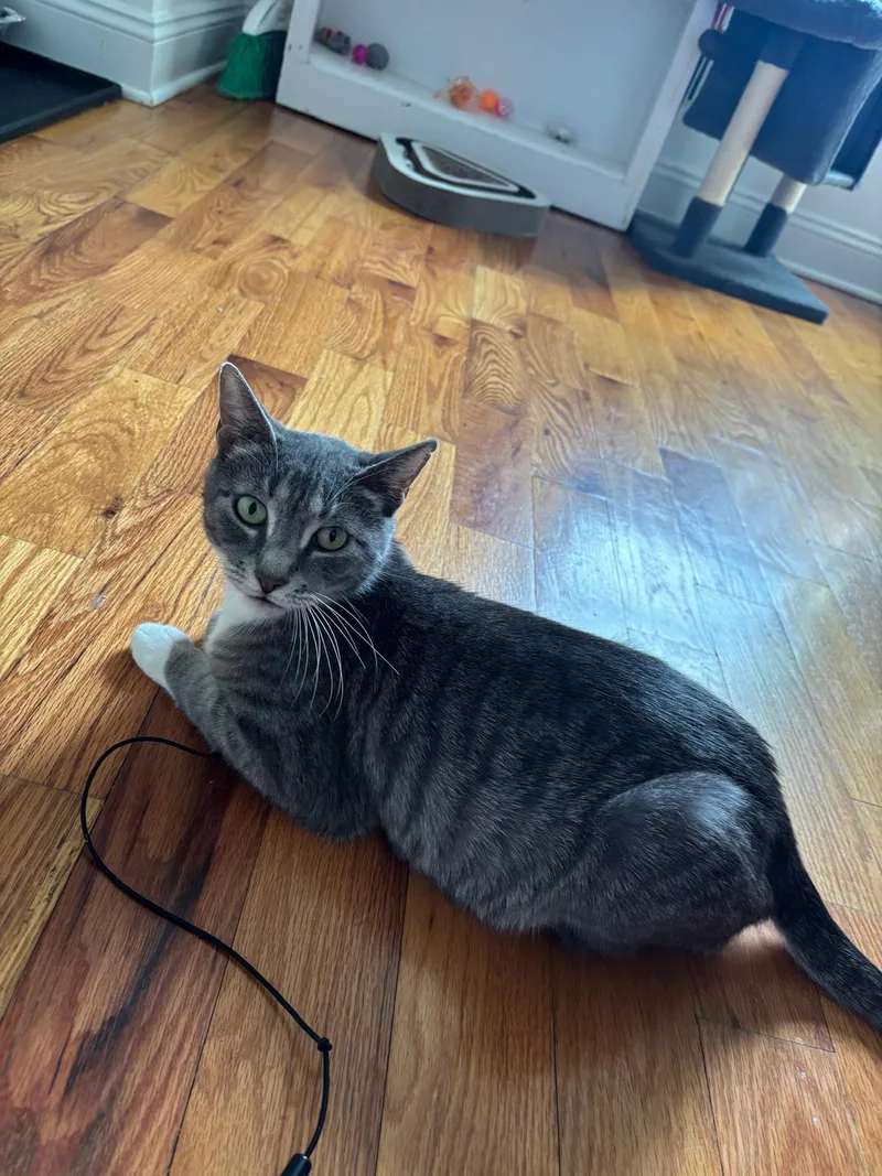 An adult large-sized female Tabby (Gray / Blue / Silver) American Shorthair cat named Monkey for adoption in Highland Park, NJ