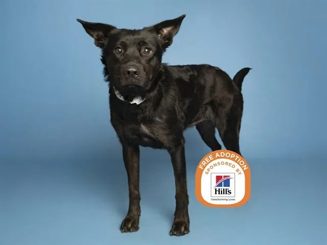 An adult large-sized female Australian Cattle Dog / Blue Heeler dog named April for adoption in Phoenix, AZ