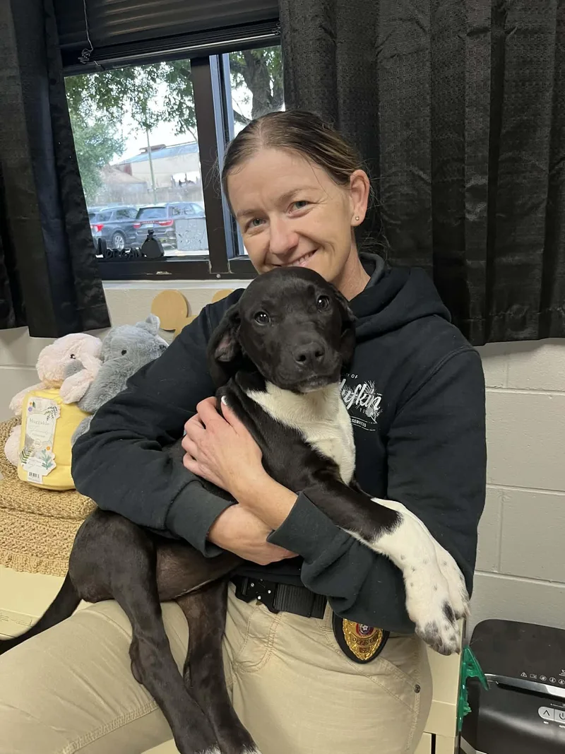 Twinkle The Sweet Lab thumbnail 4