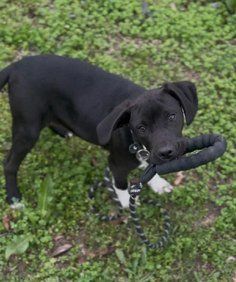 Twinkle The Sweet Lab