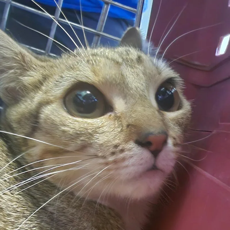 A young medium-sized female Brown / Chocolate Domestic Short Hair cat named Blondie for adoption in Greensboro, NC