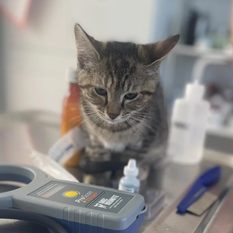 A baby small-sized female Brown / Chocolate Domestic Short Hair cat named Phlox for adoption in Chapel Hill, NC