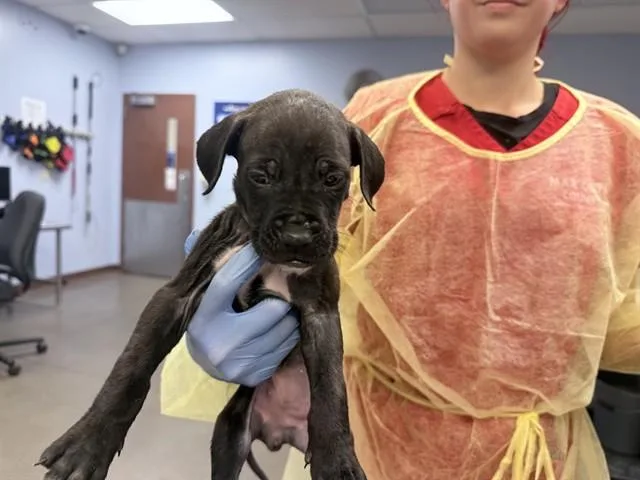 A baby large-sized male Boxer dog named Mothman for adoption in Phoenix, AZ