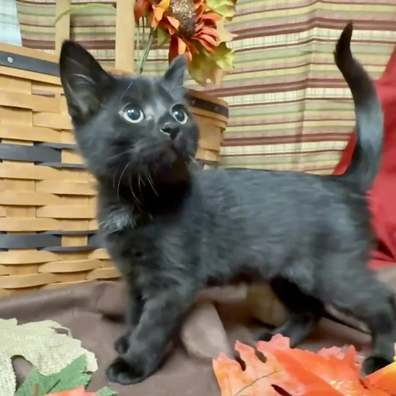 A baby small-sized female Black Domestic Short Hair cat named Dazzle for adoption in Hartville, OH