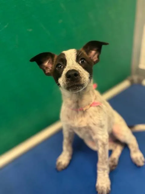 A baby small-sized female Australian Cattle Dog / Blue Heeler dog named A for adoption in Visalia, CA