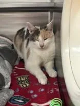 An adult medium-sized female Dilute Calico Domestic Short Hair cat named Star for adoption in Manitowoc, WI