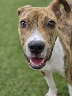 A baby medium-sized male Mixed Breed dog named Henry for adoption in Savannah, GA