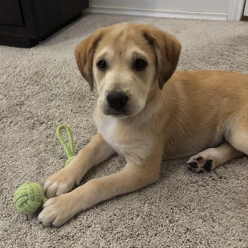 Tortellini thumbnail 3