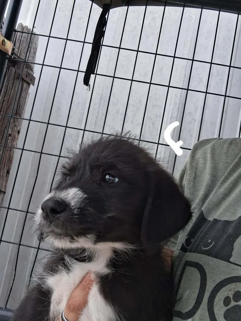A baby large-sized female Anatolian Shepherd dog named Fennec Shand for adoption in Brownwood, TX