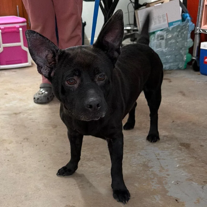 An adult medium-sized male Terrier dog named Norris for adoption in Edinburg, TX