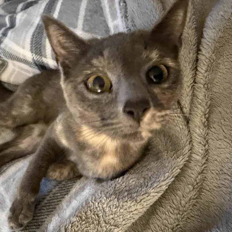 A young small-sized female Dilute Tortoiseshell Domestic Short Hair cat named Precious for adoption in Mayfield, NY